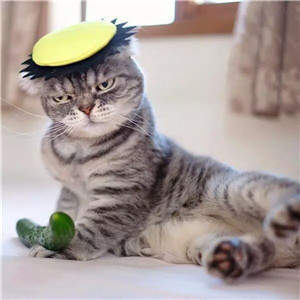 抖音社會貓表情包無水印圖片大全【多圖】