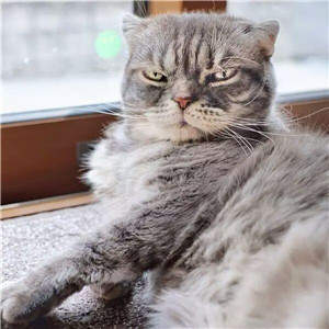 抖音社會貓表情包無水印圖片大全【多圖】