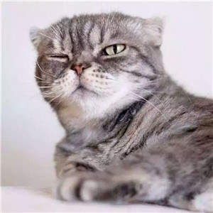 抖音社會貓表情包無水印圖片大全【多圖】