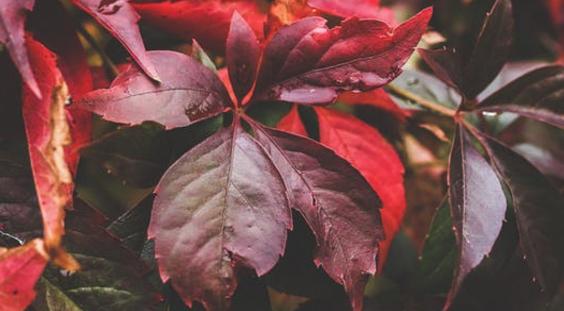 抖音任我陶醉換愛的凄美是什么歌 在線試聽歌詞分享