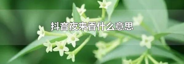抖音夜來香什么意思