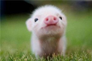 2018愚人節搞笑圖片大全 2018愚人節朋友圈說說搞笑圖片分享