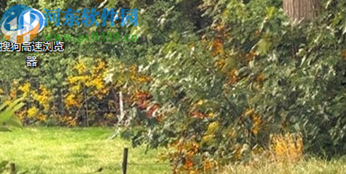 搜狗高速瀏覽器設置頁面字體的方法步驟