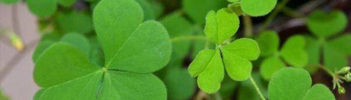 qq四葉草圖標是什么？