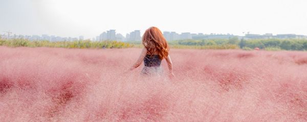 粉黛亂子草的美句 關于粉黛亂子草的朋友圈