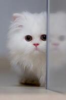 js實現3D旋轉相冊