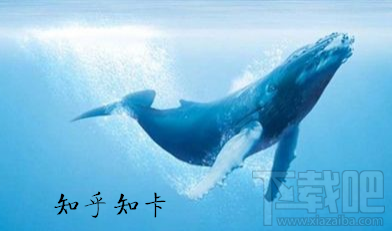 知乎知卡套餐怎么收費？知乎知卡可以辦理幾張？