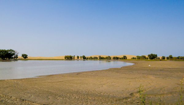 檸條需要多少能量 螞蟻森林檸條需要多少能量