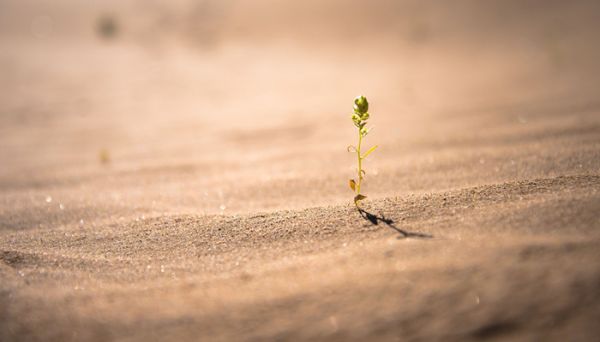 檸條需要多少能量 螞蟻森林檸條需要多少能量