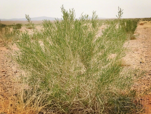 螞蟻森林能量忽然少了怎么回事?