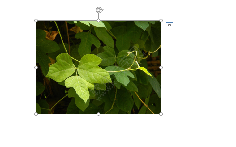 word中圖片高度寬度怎么設置