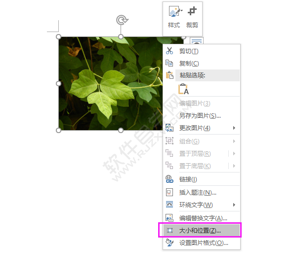 word中圖片高度寬度怎么設置