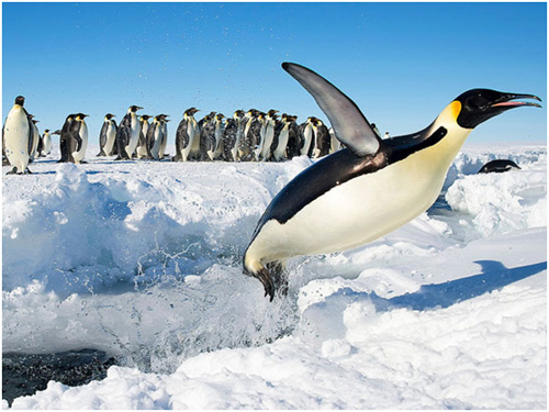 你必須了解的Linux世界中的五位大英雄