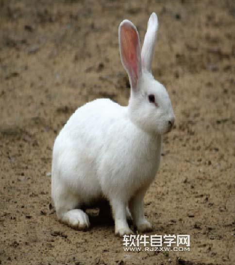 ai怎么繪制兔子剪影