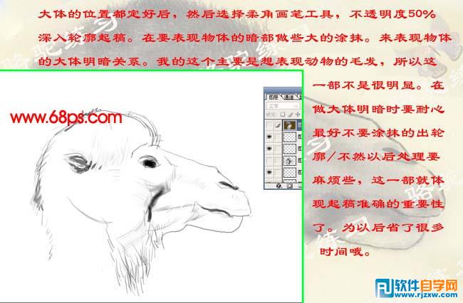 PS繪制沙漠駱駝插畫