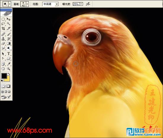 超強PS鼠繪鸚鵡和蝗蟲