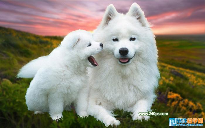 用PS摳出小狗過程介紹