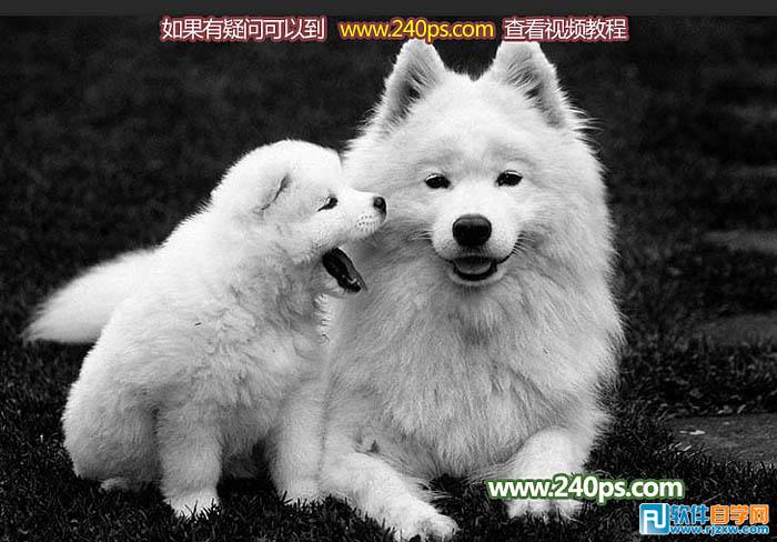 用PS摳出小狗過程介紹