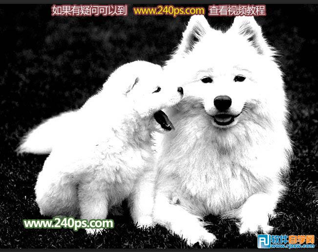 用PS摳出小狗過程介紹