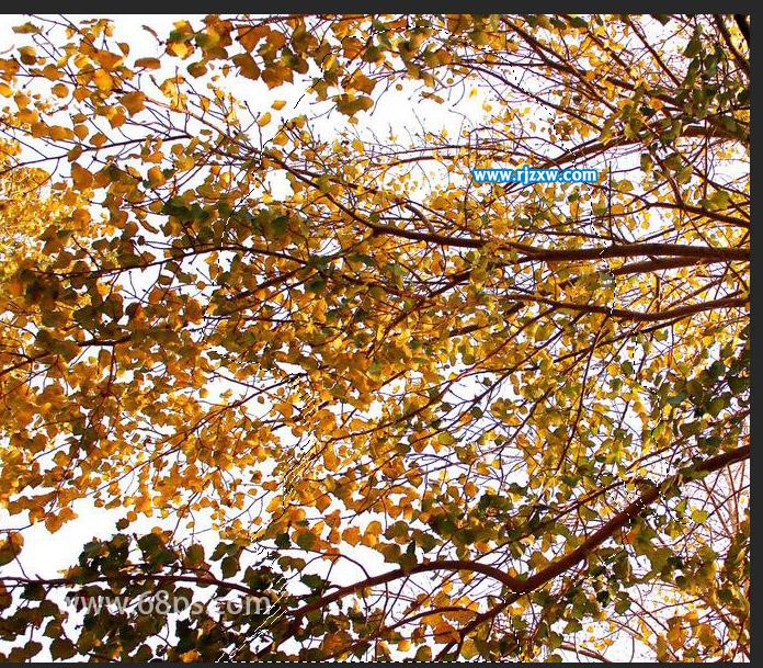 新手怎么用PS做人物和樹木雙重效果