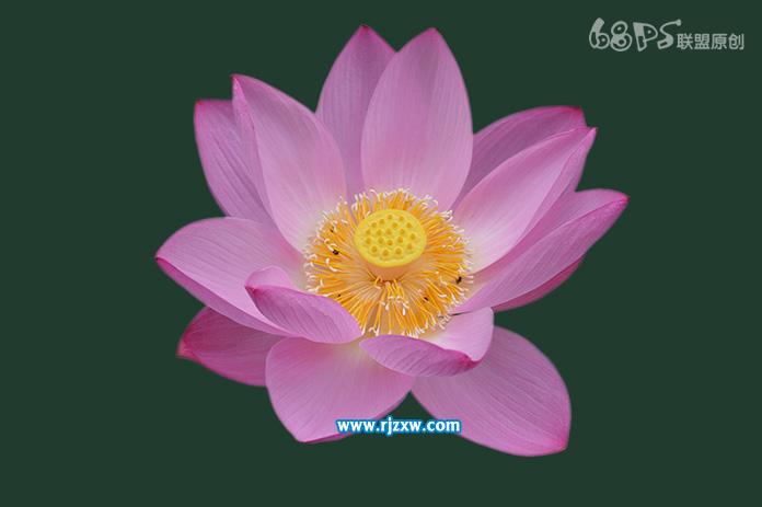 用PS曲線快速摳出荷花