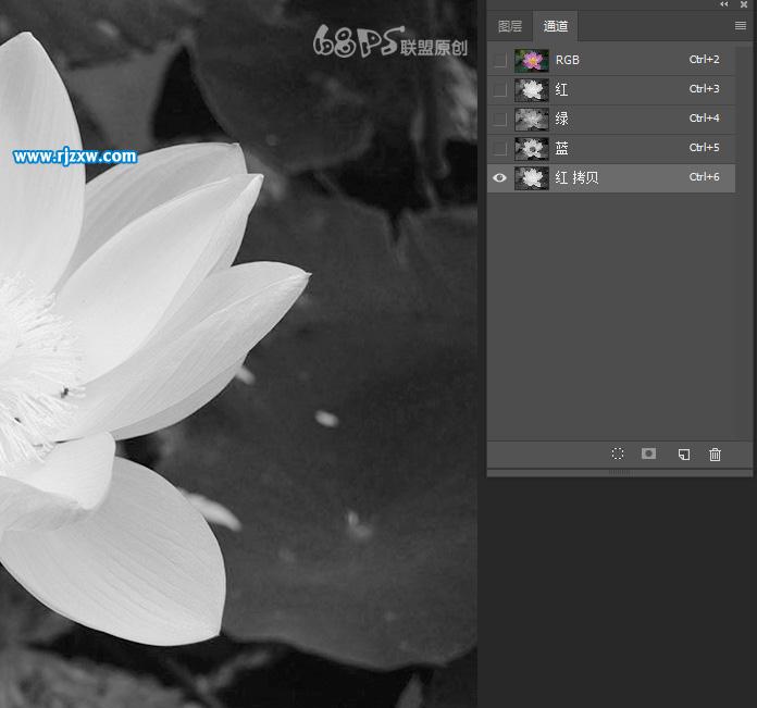 用PS曲線快速摳出荷花