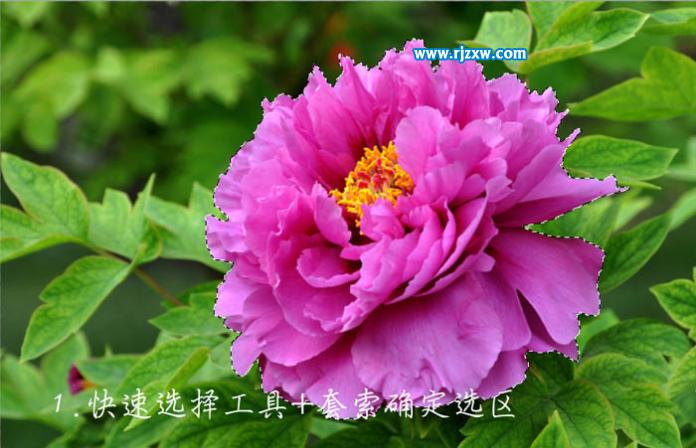 ps人物花瓣飛濺效果