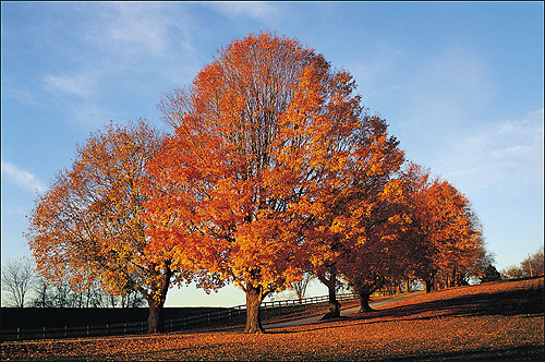 Fireworks摳出枝繁葉茂的樹木效果教程