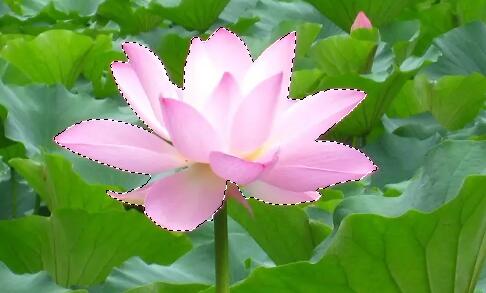 ps去掉圖片背景保留物體教程