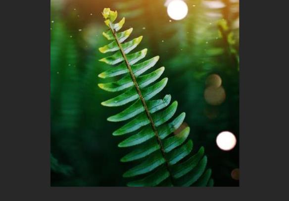 ps標尺工具怎么用拉直詳細介紹