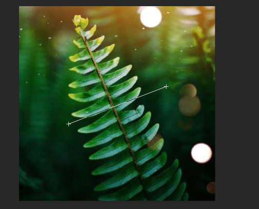 ps標尺工具怎么用拉直詳細介紹