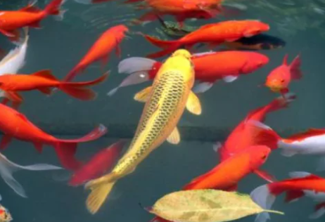 微信狀態(tài)錦鯉解釋說明